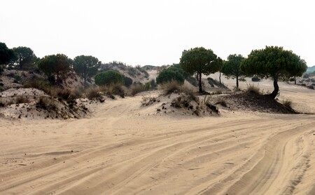 Visitar el Parque Nacional de Doñana: tres itinerarios que enamoran