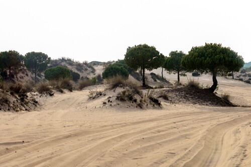 Visitar el Parque Nacional de Doñana: tres itinerarios que enamoran