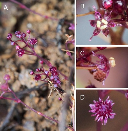 Este nueva planta que no realiza la fotosíntesis ha sido decubierta en Japón