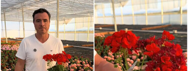 Ángel Illescas, experto en plantas: "El truco para que el geranio tenga flores todo el año es cortar las flores que se van pasando"