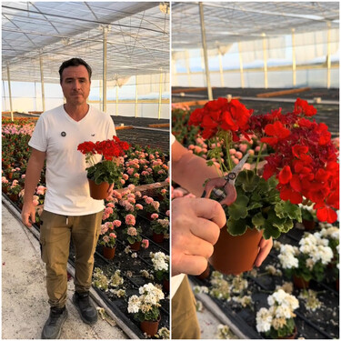Ángel Illescas, experto en plantas: "El truco para que el geranio tenga flores todo el año es cortar las flores que se van pasando"