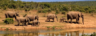 El mundo ha perdido ya al 70% de animales silvestres desde 1970. Como sigamos así, lo que nos espera es mucho peor 