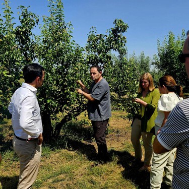 La pera conferencia de La Rioja está en "serio peligro" por el fuego bacteriano 