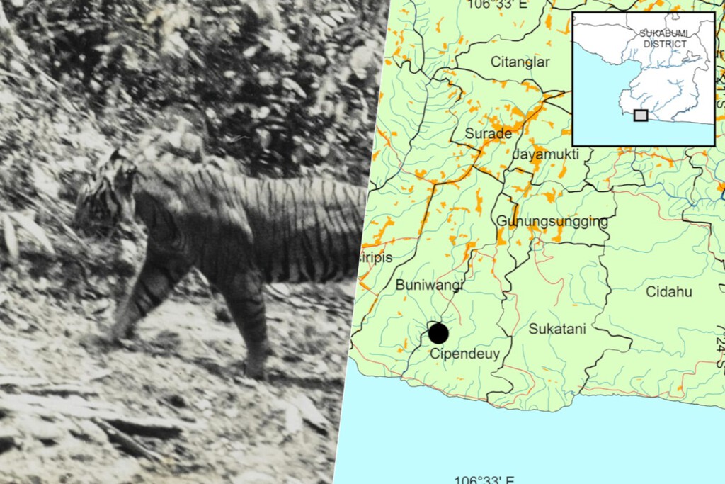 Tenemos una nueva pista en la búsqueda del tigre de Java: un mechón de pelo