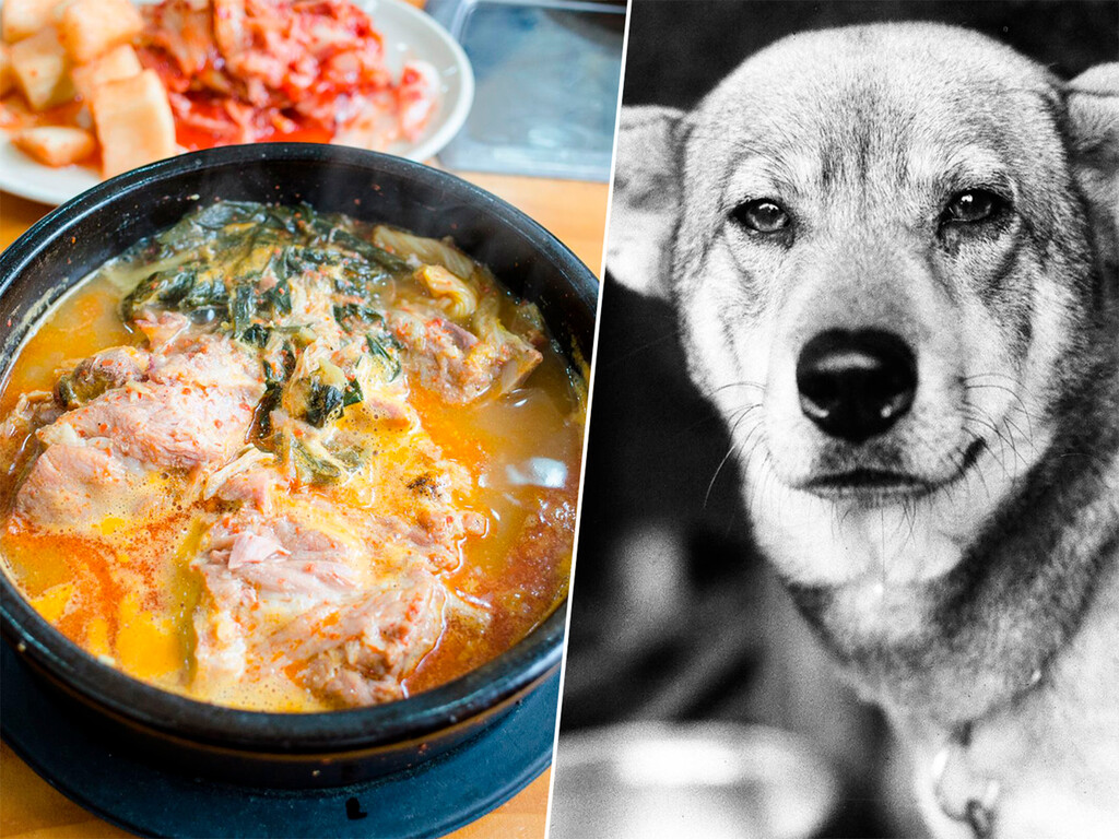 En Corea del Norte ya hace tanto calor que el régimen ha recomendado un plato nacional para afrontarlo: sopa de carne de perro