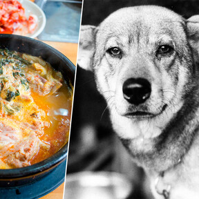 En Corea del Norte ya hace tanto calor que el régimen ha recomendado un plato nacional para afrontarlo: sopa de carne de perro 