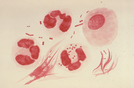 gonorrea-bacteria