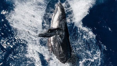 El salto de una ballena jorobada es la mejor foto realizada con un dron según el concurso ‘SkyPixel 6th Aerial Photo & Video Contest’