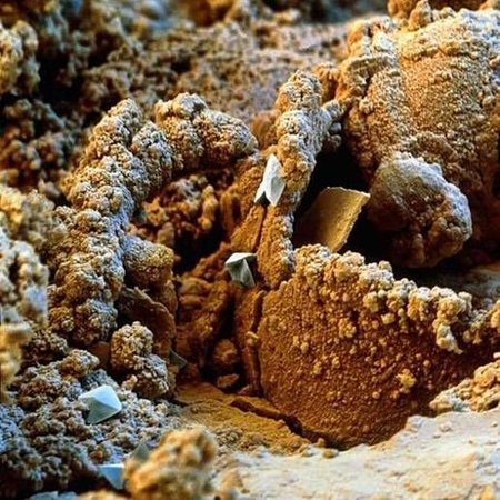 ¿Cómo se ve el mundo a través de un microscopio electrónico?