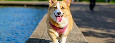 Quiero tener mascotas en casa legalmente. Este es el bulo que se ha extendido y esto es lo que dice la Ley