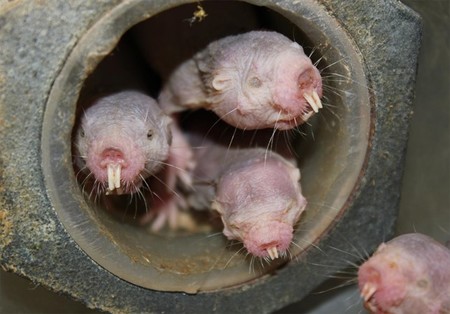 Cuando falta oxígeno, estas ratas se comportan como plantas