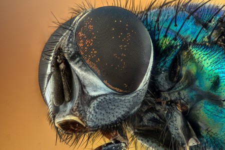 Los ojos de los insectos tienen mayor resolución de lo que se creía