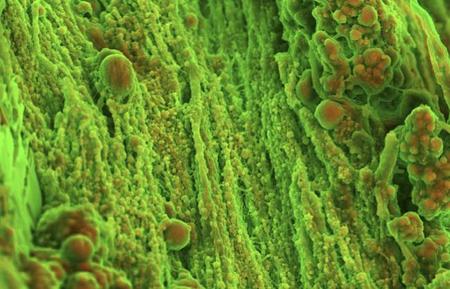 Las imágenes de este premio de fotografía microscópica sorprenden por su belleza