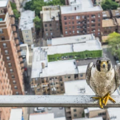 Foto 4 de 4 de la galería environmental-photographer-of-the-year-2016 en Xataka Foto