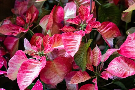 flor de pascua