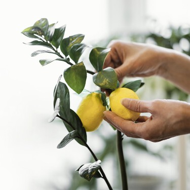 El truco casero para revivir los limoneros que se están secando