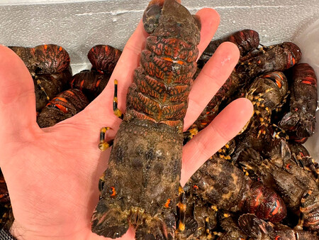 Un Santiaguino Vivo C Pablo Laya