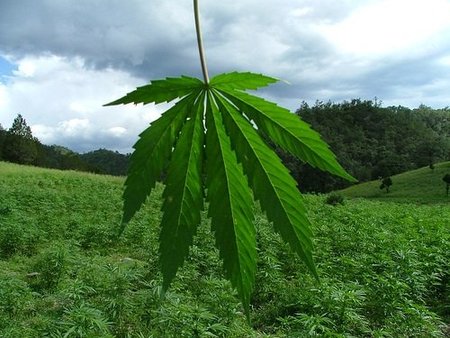 Los Ángeles: inauguran un hotel para fumadores de marihuana