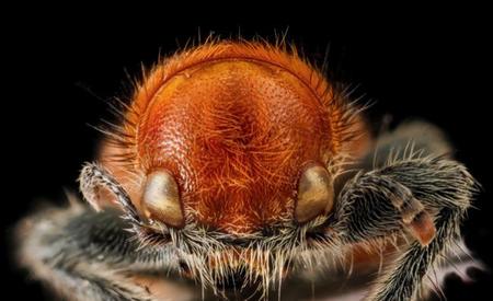 La fotografía de insectos puede ser tan bella y espectacular como la que más