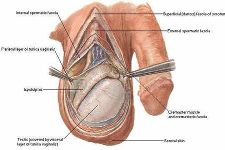 Partes poco conocidas de tu cuerpo cuyos nombres recuerdan a accidentes geográficos (II)