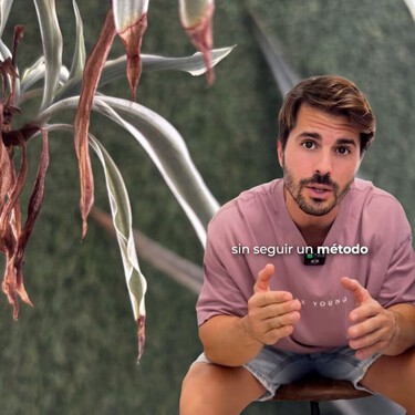 Álvaro Pedrera, experto en jardinería: “Si las hojas de tus plantas tienen las puntas marrones y secas, no es problema de riego” 