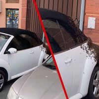 Un inmenso enjambre de miles de abejas convierte en colmena este Volkswagen Beetle en Huelva. No es tan raro que ocurra