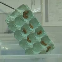 Se você tem uma caixa de ovos em casa, tem um tesouro: elas podem deixar sua casa mais segura