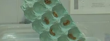 Se você tem uma caixa de ovos em casa, tem um tesouro: elas podem deixar sua casa mais segura