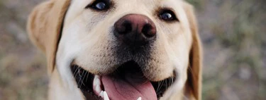 Los perros quieren hacerte reír (y la ciencia tiene cada vez más claro para qué)