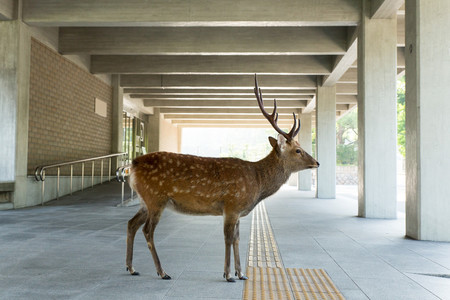 ‘Planet Deer’, de Yoko Ishii, cuando los ciervos se convierten en los amos de la calle y toman la antigua capital de Japón