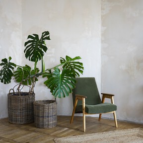 Si tu monstera no crece como debería, puede que la hayas colocado en el sitio equivocado: estos son los mejores lugares para que luzca espectacular