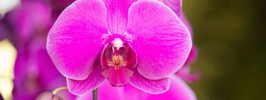 Cómo revivir una orquídea: tres formas de devolverla a la vida 