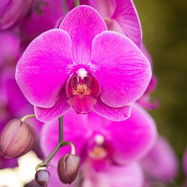 Cómo revivir una orquídea: tres formas de devolverla a la vida 