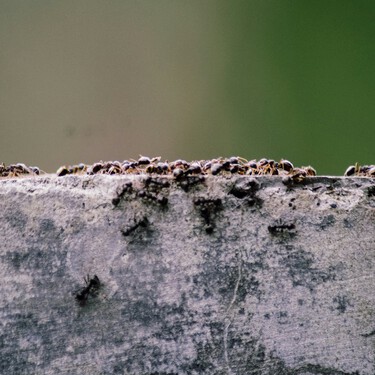 Los métodos que mejor funcionan para eliminar hormigueros en la cocina y jardín: son caseros y muy rápidos