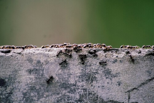 trucos caseros plaga hormigas