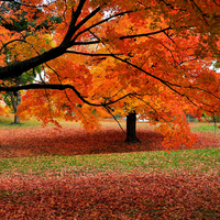 Por que as folhas mudam de cor ao longo das estações? A ciência ainda não compreende como árvores evoluíram para isso 