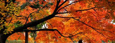 Por que as folhas mudam de cor ao longo das estações? A ciência ainda não compreende como árvores evoluíram para isso 