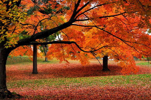 Getty Images/Shobeir Ansari