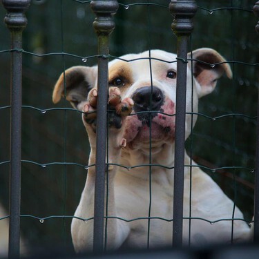 Qué sabemos por ahora del sacrificio cero en la nueva Ley de Protección Animal 