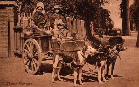 Perros de tiro de carros