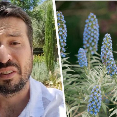El experto en paisajismo Javier Coves recomienda esta planta sostenible: "Es clave para construir un jardín que no dependa constantemente de nosotros"