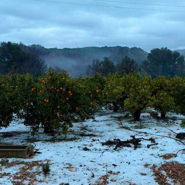 Las lluvias de estos días se llevan por delante 75.000 toneladas de cítricos valencianos