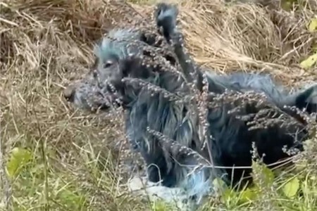 Dogs of Chernobyl/Reprodução