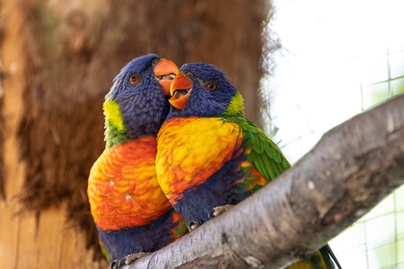 Una pareja de loros