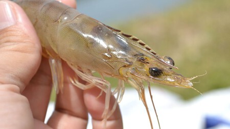 Camarones