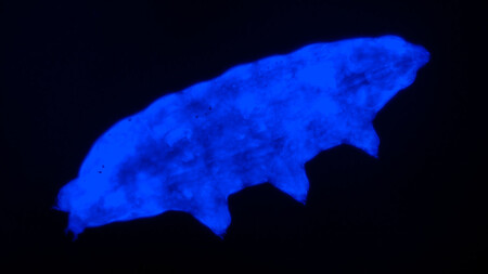 Una nueva especie de tardígrado utiliza un "escudo" fluorescente para sobrevivir a la radiación ultravioleta letal