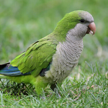 Vasectomía para cotorras: la nueva esperanza para no tener que matar a las aves invasoras de Madrid