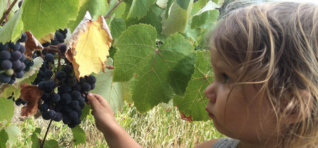 Cómo dar las uvas con las campanadas a los niños para que no se ahoguen con ellas