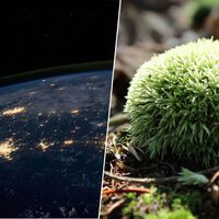 Hemos dejado musgo nueve meses fuera en el espacio a merced del vacío y la radiación. Ha vuelto vivo y batiendo récords 