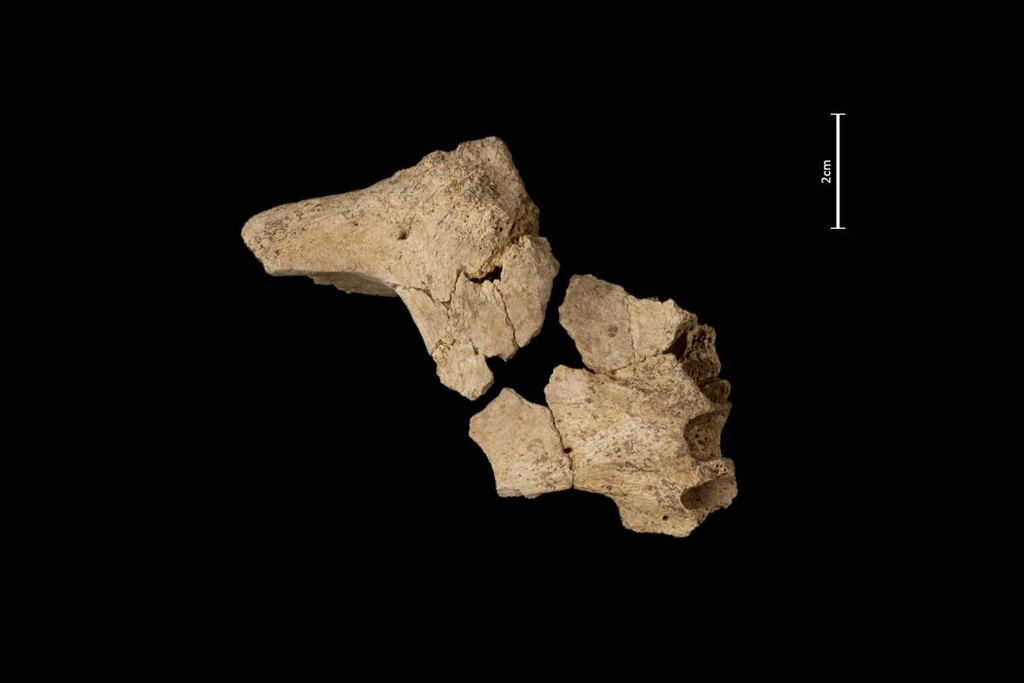 Lo que la cara del homínido más antiguo de Europa encontrada en Atapuerta dice sobre nuestro pasado